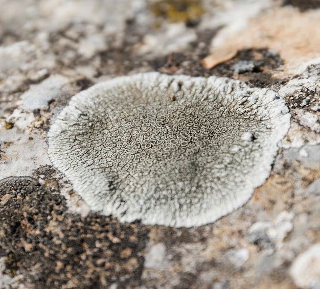 Benefits of using mycelium in construction: A closer look at this innovative material 