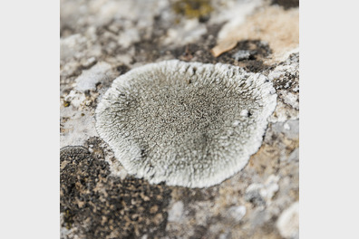 Benefits of using mycelium in construction: A closer look at this innovative material 